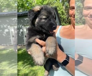 German Shepherd Dog Puppy for sale in YALE, MI, USA