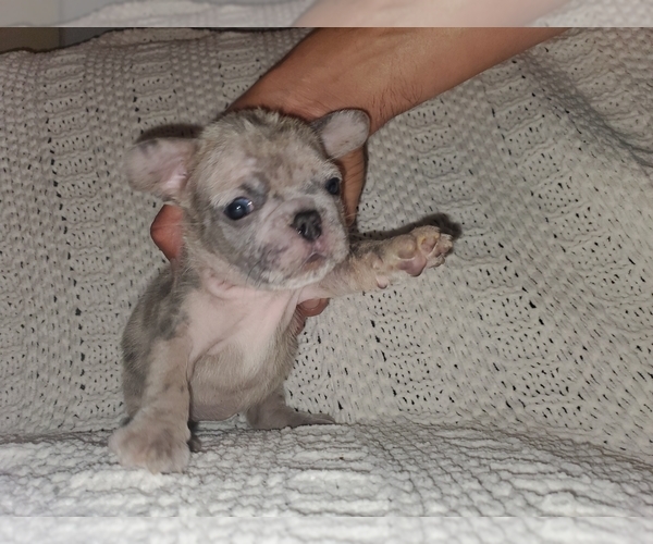 Medium Photo #9 French Bulldog Puppy For Sale in N LAS VEGAS, NV, USA