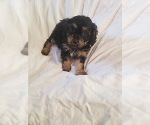 Cavapoo-Poodle (Toy) Mix Puppy for sale in CHARLES CITY, IA, USA