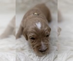 Small Photo #61 Goldendoodle Puppy For Sale in PIERSON, FL, USA