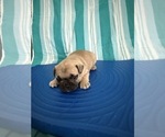 Small #15 French Bulldog