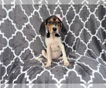 Small Black Mouth Cur-Treeing Walker Coonhound Mix
