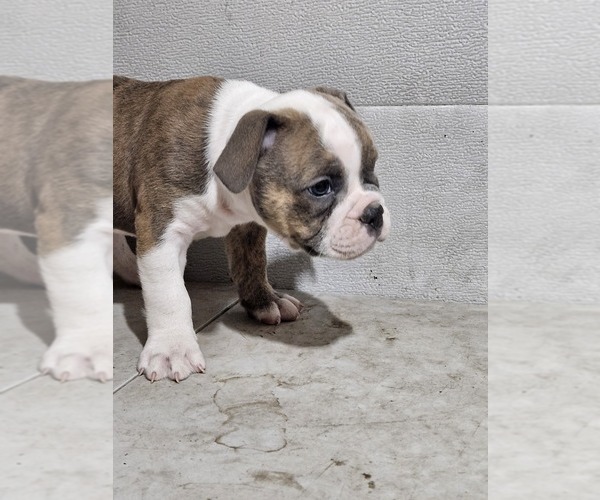 Medium Photo #6 Olde English Bulldogge Puppy For Sale in NILES, MI, USA