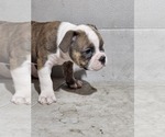 Small #5 Olde English Bulldogge