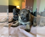 Small Photo #4 German Shepherd Dog Puppy For Sale in KANSAS CITY, KS, USA