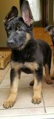 German Shepherd Dog Puppy for sale in ATTLEBORO, MA, USA