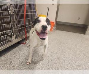 American Bulldog-Unknown Mix Dogs for adoption in Houston, TX, USA