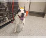 Small American Bulldog Mix