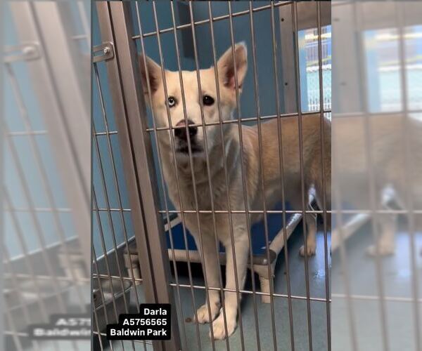 Medium Photo #3 Siberian Husky Puppy For Sale in Pasadena, CA, USA