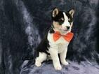 Small Photo #1 Shiba Inu Puppy For Sale in ELDORA, PA, USA