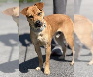 Beagle-Unknown Mix Dogs for adoption in Canfield, OH, USA