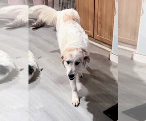 Betty - Female Great Pyrenees-Unknown Mix Dog for Adoption - Photo #3