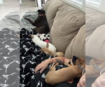 Small #5 Chihuahua Mix