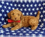 Small Photo #4 Goldendoodle Puppy For Sale in KIRKWOOD, PA, USA