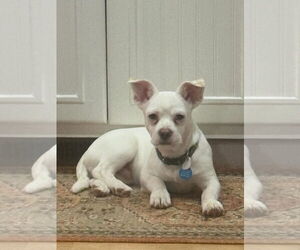 Bulldog-Unknown Mix Dogs for adoption in Bellevue, WA, USA