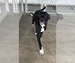 American Pit Bull Terrier-Labrador Retriever Mix Dogs for adoption in Pryor, OK, USA