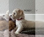 Puppy ROSEY Zuchon