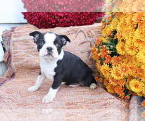 Boston Terrier Puppy for sale in SHILOH, OH, USA