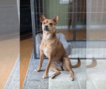 Small #6 Boston Terrier Mix