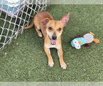 Small #1 Chihuahua
