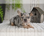 Small #3 French Bulldog
