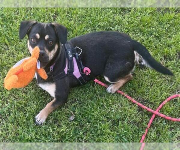 Medium Photo #2 French Bullhuahua Puppy For Sale in Rancho Cucamonga, CA, USA