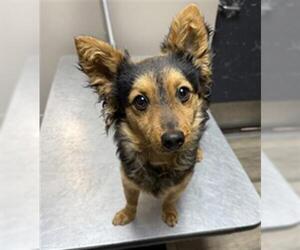 Chihuahua-Unknown Mix Dogs for adoption in Redlands, CA, USA