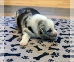 Small Photo #7 Australian Shepherd Puppy For Sale in SALISBURY, NC, USA