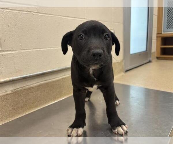 Medium Photo #1 Labrador Retriever-Unknown Mix Puppy For Sale in Grand Prairie, TX, USA