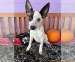 Small Photo #2 Mutt Puppy For Sale in Genesee, WI, USA