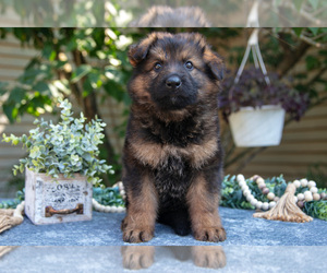 Medium German Shepherd Dog