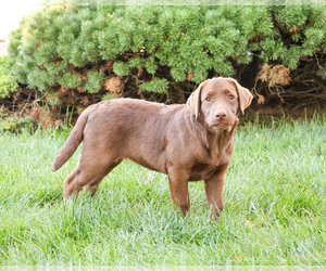 Labrador Retriever Puppy for sale in SYRACUSE, IN, USA