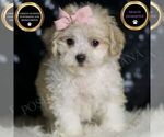 Small Photo #7 Maltipoo Puppy For Sale in WARSAW, IN, USA