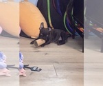 Small #7 Boston Terrier-Faux Frenchbo Bulldog Mix