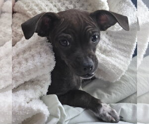 ShiChi Dogs for adoption in Rosenberg, TX, USA