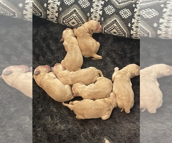Medium Photo #3 Golden Retriever Puppy For Sale in BENNETT, CO, USA