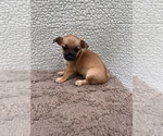 Small Photo #2 Chiweenie-Jack Russell Terrier Mix Puppy For Sale in SAINT AUGUSTINE, FL, USA