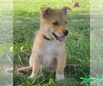 Small Australian Kelpie-Golden Retriever Mix