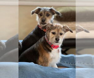 Mutt Dogs for adoption in San Diego, CA, USA
