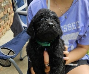 Medium Goldendoodle