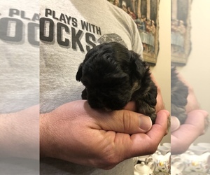 Shih Tzu Puppy for sale in NAYLOR, GA, USA
