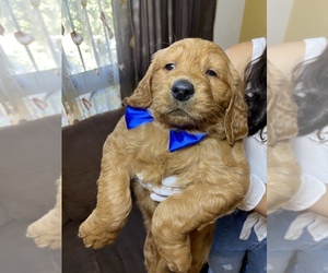 Goldendoodle Puppy for sale in BONITA, CA, USA