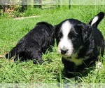 Small #6 Aussiedoodle