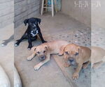 Small #2 Bulldog Mix