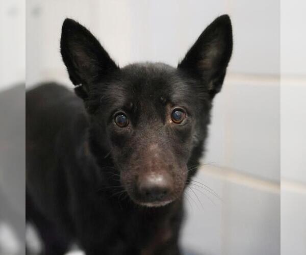 Medium Photo #1 German Shepherd Dog Puppy For Sale in San Antonio, TX, USA