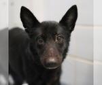 MIDNIGHT - Female German Shepherd Dog Dog for Adoption - Small photo