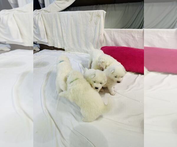 Medium Photo #25 Samoyed Puppy For Sale in DALY CITY, CA, USA