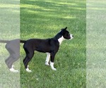 Small #6 Mutt