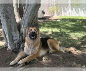 German Shepherd Dog Dogs for adoption in Phoenix, AZ, USA