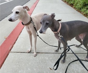 Mother of the Italian Greyhound puppies born on 11/03/2024